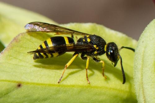 Réf. 354 920 : Ancistrocerus sp.