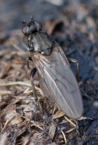 Copromyza nigrina