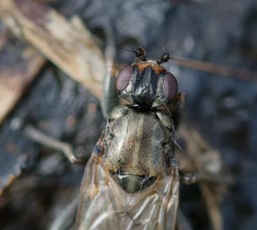 Copromyza nigrina