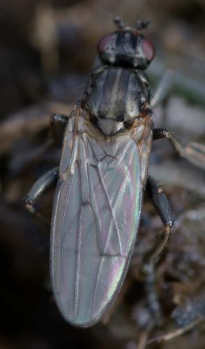 Copromyza nigrina