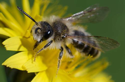 Réf. 354 247 : Andrena sp.