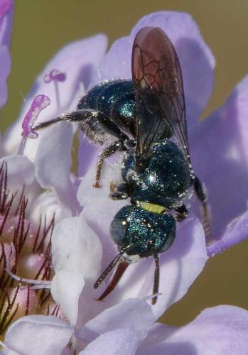 Ceratina sp.