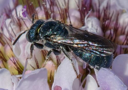 Ceratina sp.