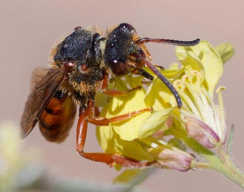 Réf. 354 317 : Nomada agrestis