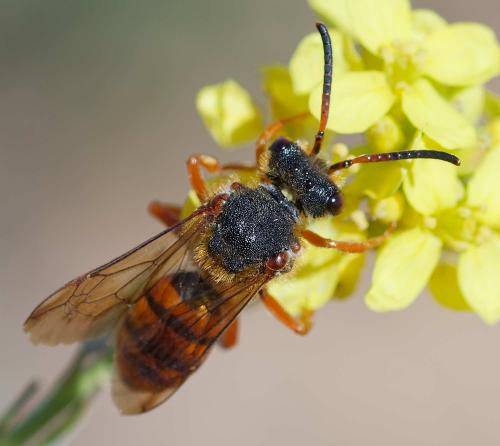Nomada agrestis