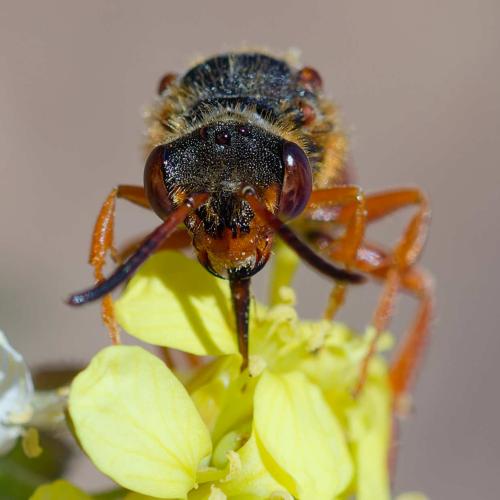 Réf. 354 301 : Nomada agrestis
