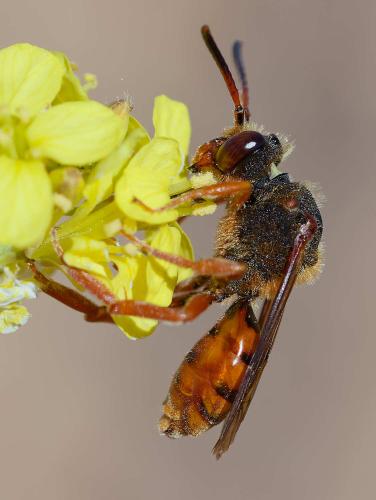 Réf. 354 299 : Nomada agrestis
