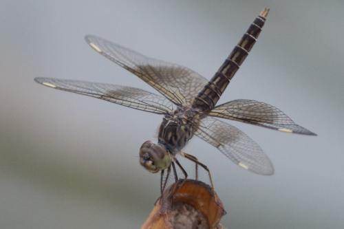 Brachythemis impartita