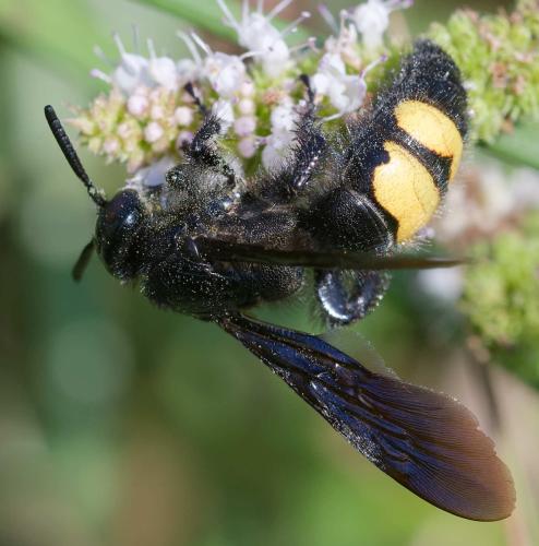 Réf. 354 084 : Scolia hirta hirta