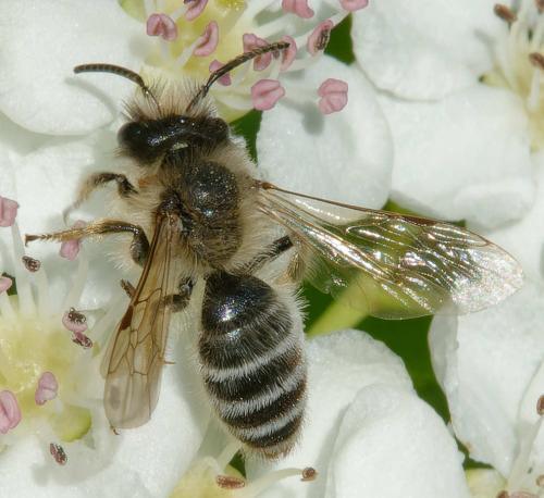 Réf. 354 291 : Andrena sp.