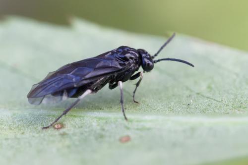 Réf. 354 717 : Monophadnus taegeri