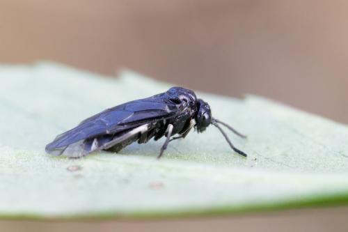 Réf. 354 714 : Monophadnus taegeri
