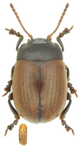 Réf. 354 128 : Chrysolina pseudolurida sequana