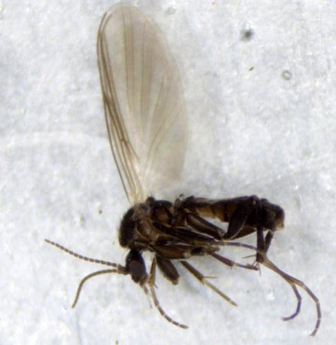 Docosia fuscipes
