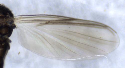 Réf. 354 451 : Docosia fuscipes