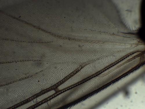 Docosia fuscipes