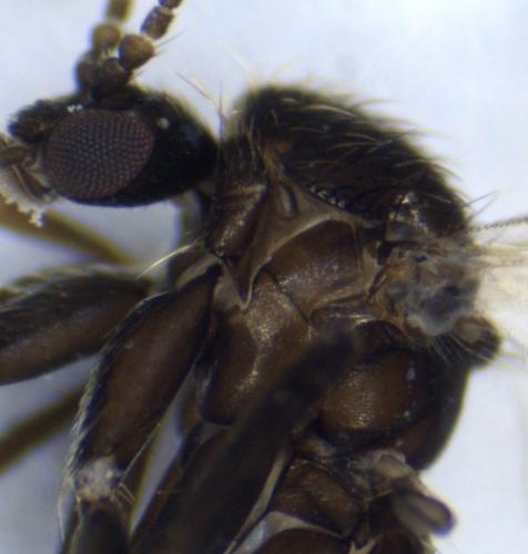 Docosia fuscipes