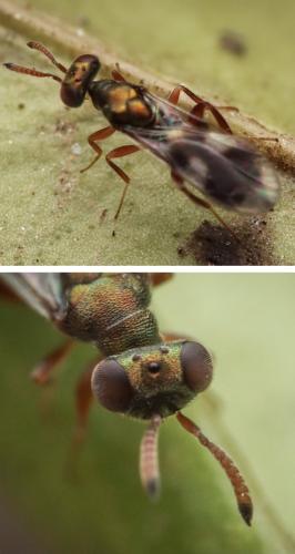 Cleonymus sp.