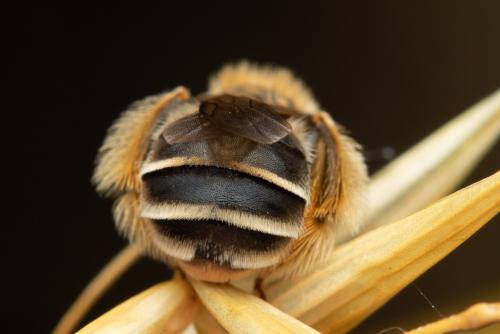 Eucera nigrifacies