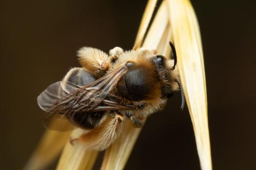 Eucera nigrifacies
