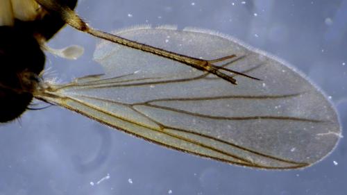 Réf. 354 929 : Exechia dorsalis