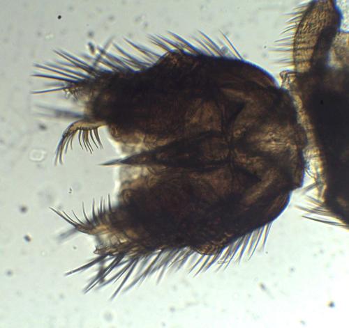 Réf. 354 931 : Exechia dorsalis