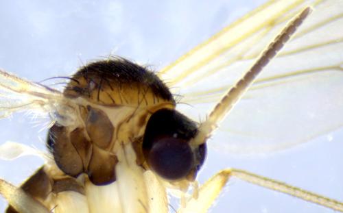 Réf. 354 930 : Exechia dorsalis