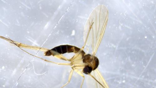 Réf. 354 928 : Exechia dorsalis