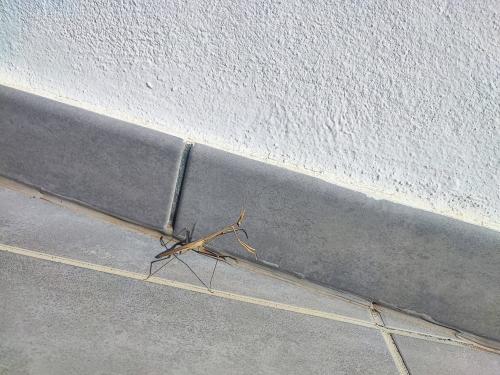 Hypsicorypha gracilis