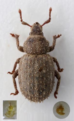 Réf. 354 233 : Trachyphloeus heymesi