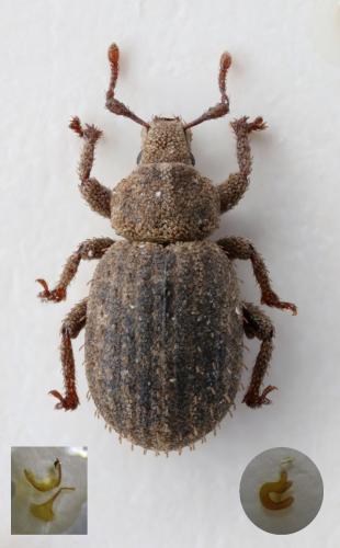 Réf. 354 234 : Trachyphloeus rectus