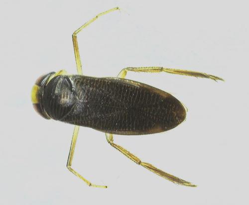 Hesperocorixa sahlbergi