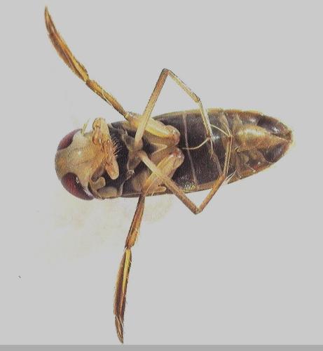Hesperocorixa sahlbergi