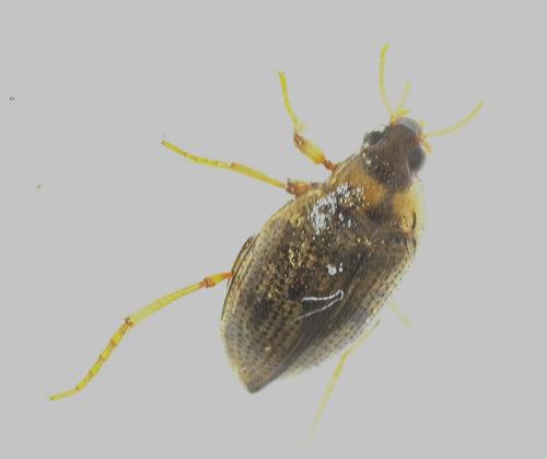 Réf. 354 608 : Haliplus lineatocollis