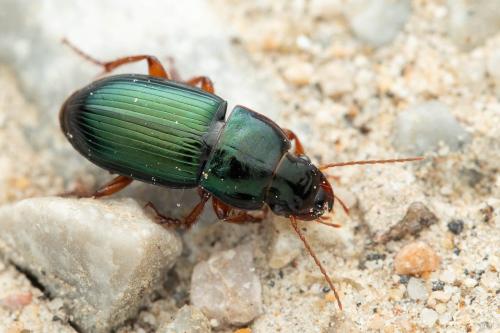Réf. 354 207 : Harpalus rubripes