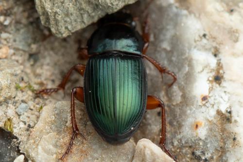 Réf. 354 208 : Harpalus rubripes