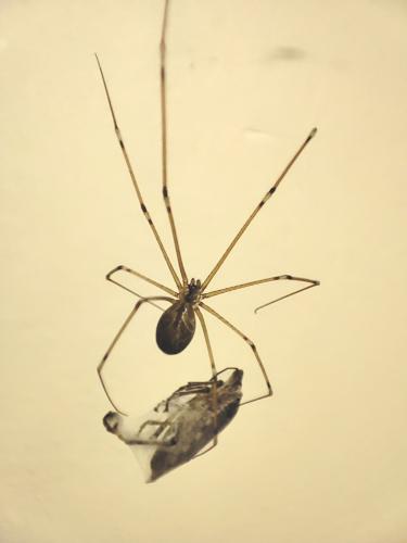 Holocnemus pluchei