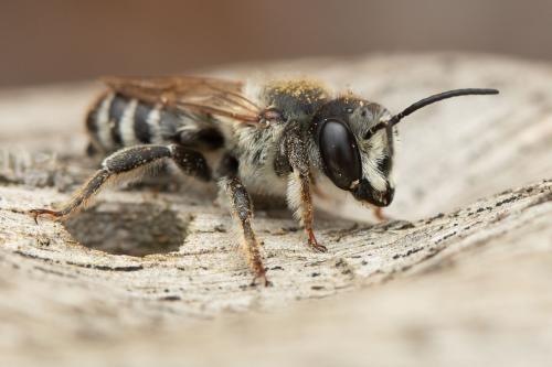 Réf. 354 847 : Megachile albisecta
