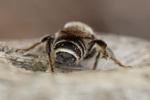 Réf. 354 848 : Megachile albisecta
