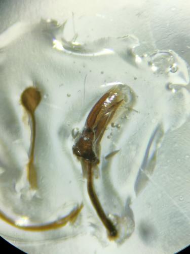 Scymnus bivulnerus