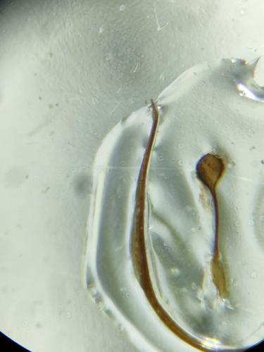 Scymnus bivulnerus