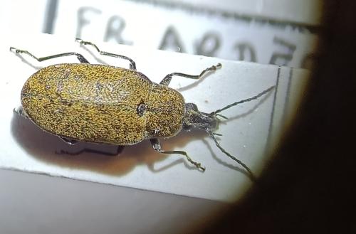 Réf. 354 635 : Mycterus curculioides