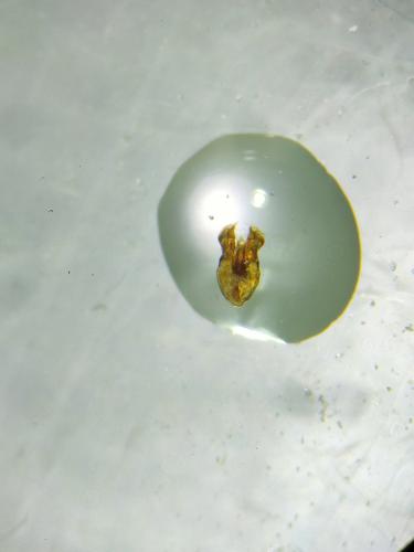 Réf. 354 831 : Sulcoptinus sp.