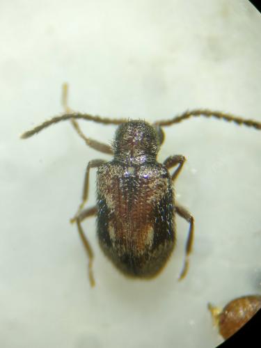 Réf. 354 830 : Sulcoptinus sp.