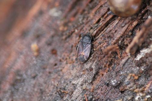 Drymus sp.