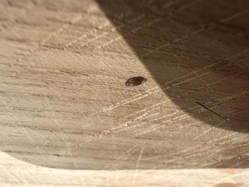 Stegobium paniceum