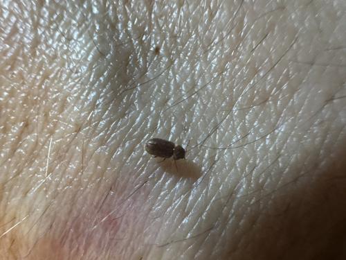 Stegobium paniceum