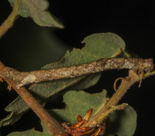 Réf. 354 048 : Hypomecis punctinalis