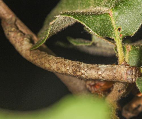 Réf. 354 049 : Hypomecis punctinalis