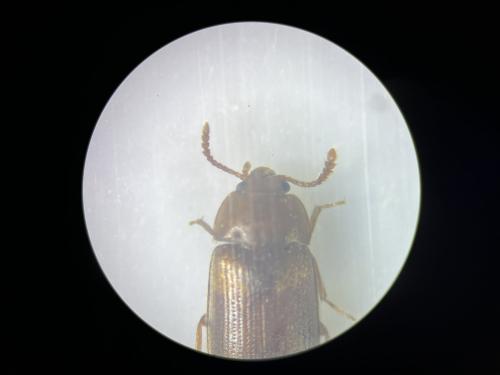 Mycetophagus populi